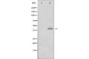 Western blot analysis of CrkII phosphorylation expression in COS7 whole cell lysates,The lane on the left is treated with the antigen-specific peptide. (Crk anticorps  (pTyr221))