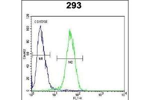 CLDN12 Antibody (N-term) (ABIN652055 and ABIN2840524) flow cytometric analysis of 293 cells (right histogram) compared to a negative control cell (left histogram).