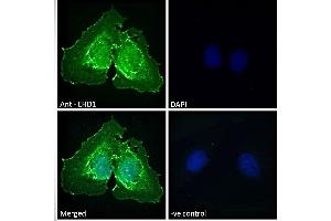 ABIN7013871 Immunofluorescence analysis of paraformaldehyde fixed U2OS cells, permeabilized with 0.