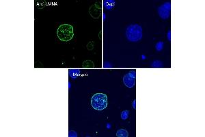 Immunofluorescence (IF) image for anti-Lamin A/C (LMNA) (C-Term) antibody (ABIN6254178)