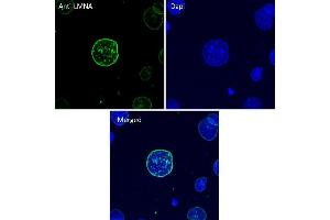 Immunofluorescence (IF) image for anti-Lamin A/C (LMNA) (C-Term) antibody (ABIN6254178) (Lamin A/C anticorps  (C-Term))