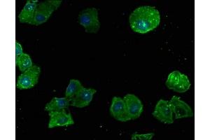 Immunofluorescence staining of Hela cells with ABIN7167457 at 1:166, counter-stained with DAPI. (GNB2L1 anticorps  (AA 93-317))