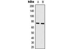 Western blot analysis of c-Myb expression in K562 (A), rat skeletal muscle (B) whole cell lysates. (MYB anticorps  (N-Term))
