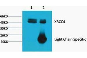 Immunoprecipitation (IP) analysis: 1) Input: HeLa Cell Lysate.
