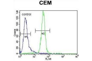 Flow cytometric analysis of CEM cells using PPAR-alpha Antibody (Center) Cat. (PPARA anticorps  (Middle Region))