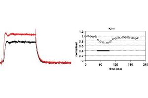 BDS-II inhibits KV3. (BDS-II Protéine)
