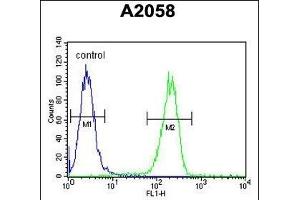 Annexin V Antibody (N-term) (ABIN390501 and ABIN2840857) flow cytometric analysis of  cells (right histogram) compared to a negative control cell (left histogram).