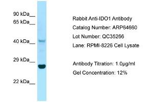 Western Blotting (WB) image for anti-Indoleamine 2,3-Dioxygenase 1 (IDO1) (C-Term) antibody (ABIN970931) (IDO1 anticorps  (C-Term))