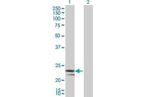 Western Blot analysis of MRPS23 expression in transfected 293T cell line by MRPS23 MaxPab polyclonal antibody. (MRPS23 anticorps  (AA 1-190))