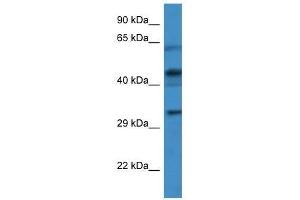 Western Blot showing CRLF1 antibody used at a concentration of 1. (CRLF1 anticorps  (Middle Region))
