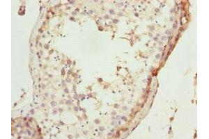 Immunohistochemistry of paraffin-embedded human testis tissue using ABIN7172670 at dilution of 1:100 (TAF11 anticorps  (AA 1-211))