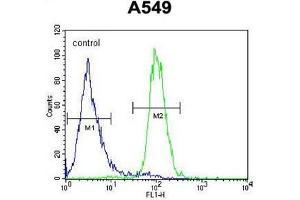 ANGPT2 Antibody (C-term) flow cytometric analysis of A549 cells (right histogram) compared to a negative control cell (left histogram).