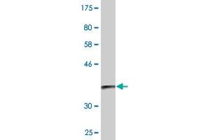 Western Blot detection against Immunogen (36.