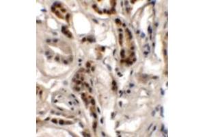 Immunohistochemistry of DPAGT1 in human kidney tissue with DPAGT1 antibody at 2. (DPAGT1 anticorps  (N-Term))