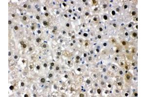 IHC testing of FFPE mouse liver with DDB1 antibody.