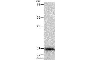 Western blot analysis of Mouse thymus tissue, using IL3 Polyclonal Antibody at dilution of 1:350 (IL-3 anticorps)