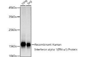 Western blot analysis of extracts of Recombinant Human IFN Protein, using Interferon alpha 1 (IFN-α1) antibody (ABIN7267963) at 1:1000 dilution. (IFNA1 anticorps)