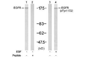 Image no. 1 for anti-Epidermal Growth Factor Receptor (EGFR) (Tyr1172) antibody (ABIN197448) (EGFR anticorps  (Tyr1172))