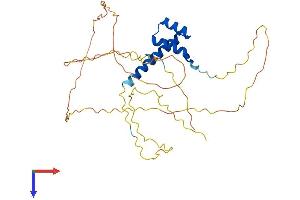 AlphaFold protein structure predicition of Mouse Recombinant Nkx3-2 Protein, UniprotID P97503