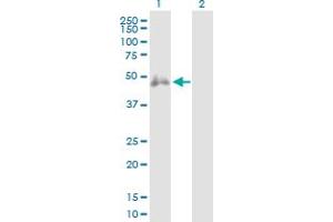 Western Blot analysis of CD2 expression in transfected 293T cell line by CD2 MaxPab polyclonal antibody.