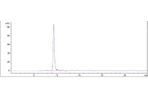 anti-Bone Marrow Stromal Cell Antigen 2 (BST2) antibody