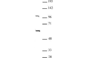 PAF1 antibody (pAb) tested by Western blot. (PAF1/PD2 anticorps)