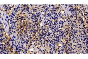 Detection of CASP1 in Porcine Spleen Tissue using Polyclonal Antibody to Caspase 1 (CASP1)