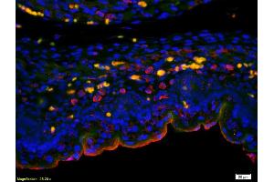 Formalin-fixed and paraffin embedded mouse embryo labeled with Anti-CCDC61 Polyclonal Antibody, Unconjugated (ABIN872940) at 1:200 followed by conjugation to the secondary antibody Goat Anti-Rabbit IgG, Cy3 conjugated used at 1:200 dilution for 40 minutes at 37°C. (CCDC61 anticorps  (AA 265-370))