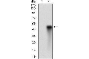 Western blot analysis using HDAC10 mAb against HEK293 (1) and HDAC10 (AA: 18-219)-hIgGFc transfected HEK293 (2) cell lysate.