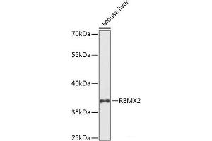 Western blot analysis of extracts of Mouse liver using RBMX2 Polyclonal Antibody at dilution of 1:1000. (RBMX2 anticorps)