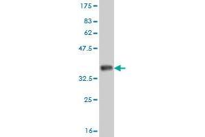 Western Blot detection against Immunogen (35.