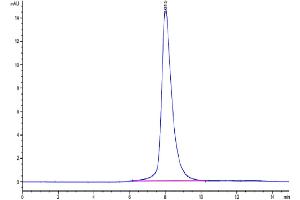The purity of Human GAS6 is greater than 95 % as determined by SEC-HPLC.