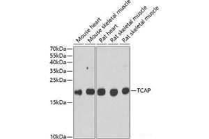 Western blot analysis of extracts of various cell lines using TCAP Polyclonal Antibody at dilution of 1:1000. (TCAP anticorps)