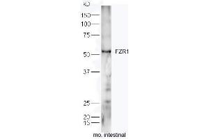 Mouse intestine lysates probed with Rabbit Anti-FZR1/CDC20C Polyclonal Antibody, Unconjugated  at 1:5000 for 90 min at 37˚C.