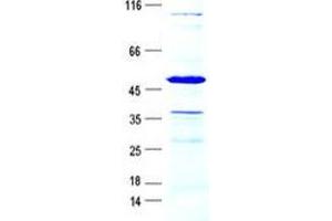 Validation with Western Blot