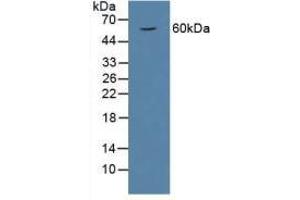 Figure. (MIF anticorps  (AA 3-111))