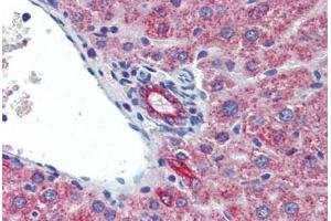 Mouse liver: Formalin-Fixed, Paraffin-Embedded (FFPE)