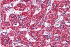 Human Liver (formalin-fixed, paraffin-embedded) stained with HSPD1 antibody ABIN294973 at 5 ug/ml followed by biotinylated goat anti-rabbit IgG secondary antibody ABIN481713, alkaline phosphatase-streptavidin and chromogen. (HSPD1 anticorps  (AA 150-200))