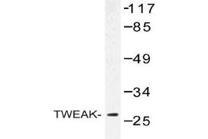 Western blot (WB) analysis of TWEAK antibody in extracts from COLO cells. (TWEAK anticorps)