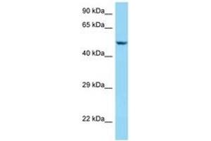 Image no. 1 for anti-Sarcalumenin (SRL) (AA 263-312) antibody (ABIN6748104) (Sarcalumenin anticorps  (AA 263-312))