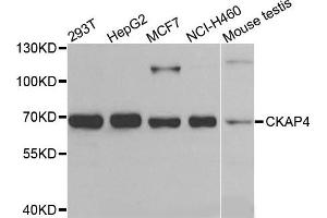 Western blot analysis of extracts of various cells, using CKAP4 antibody. (CKAP4 anticorps)
