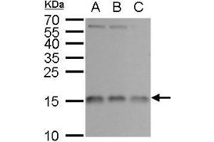WB Image RPL37 antibody detects RPL37 protein by western blot analysis. (RPL37 anticorps)