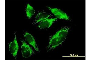 Immunofluorescence of purified MaxPab antibody to HIBADH on HepG2 cell.