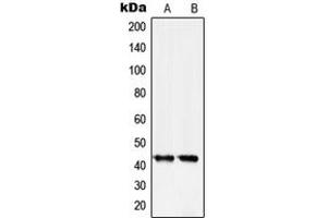 Western blot analysis of Serpin B5 expression in A431 (A), HeLa (B) whole cell lysates.