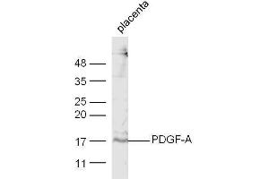 Mouse placenta lysate probed with Anti-PDGF-A Polyclonal Antibody  at 1:5000 90min in 37˚C. (PDGFA anticorps  (AA 125-170))