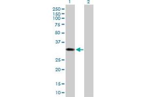 Western Blot analysis of SULT1B1 expression in transfected 293T cell line by SULT1B1 MaxPab polyclonal antibody. (SULT1B1 anticorps  (AA 1-296))
