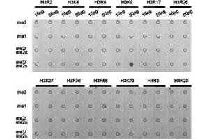 Dot-blot analysis of all sorts of methylation peptides using H3K9me3 antibody. (Histone anticorps)