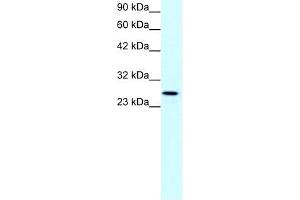 Claudin 13 antibody used at 1 ug/ml to detect target protein. (Claudin 13 (CLDN13) (C-Term) anticorps)