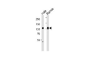 Western blot analysis of lysates from Hela, Ramos cell line (from left to right), using SP1 Antibody (ABIN1944791 and ABIN2838536). (SP1 anticorps  (AA 1-250))