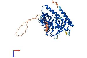 AlphaFold protein structure predicition of Human Recombinant ACOT7 Protein, UniprotID O00154